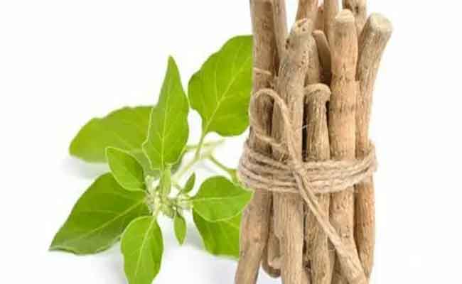 تجربتي مع الأشواجندا...عشبة غنية بالفوائد الصحية المنوّعة