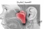 ما هي أصعب مرحلة في المراهقة؟