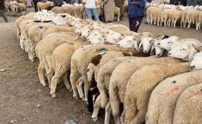 غلق أسواق الماشية في ولاية البويرة