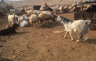 استرجاع 65 رأس ماعز ضاعت من صاحبها بباتنة