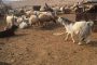 تكريم وزيرة الثقافة للروائي أمين الزاوي