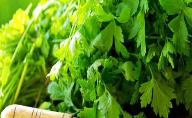 فوائد بذور البقدونس والكرفس للتخسيس مذهلة...وفق طبيبة