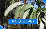 فوائد ورق الكينا عديدة وأبرزها التنحيف وتقوية المناعة وفق طبيبة...