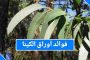 مخاطر ابتلاع معجون الأسنان عند الأطفال وطرق الوقاية...