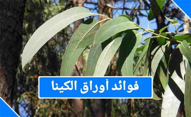 فوائد ورق الكينا عديدة وأبرزها التنحيف وتقوية المناعة وفق طبيبة...