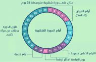 هل هناك فرق بين فترة الخصوبة والتبويض؟