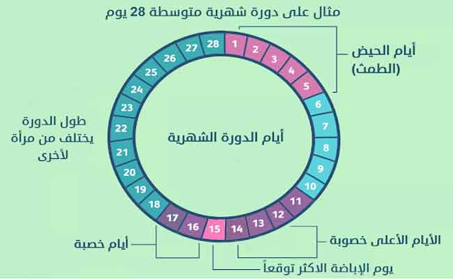 هل هناك فرق بين فترة الخصوبة والتبويض؟