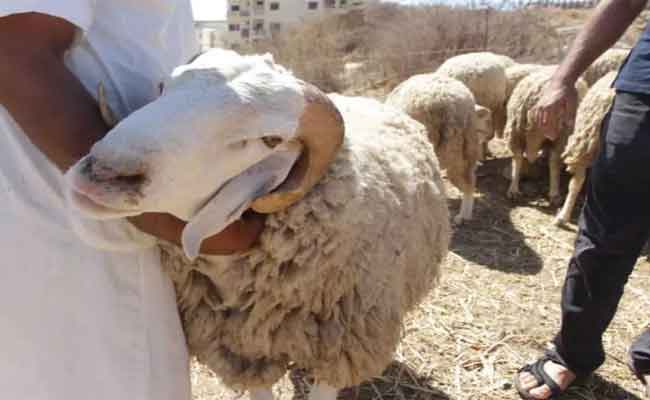 درك تلمسان يطيح بشبكة تحترف سرقة الماشية
