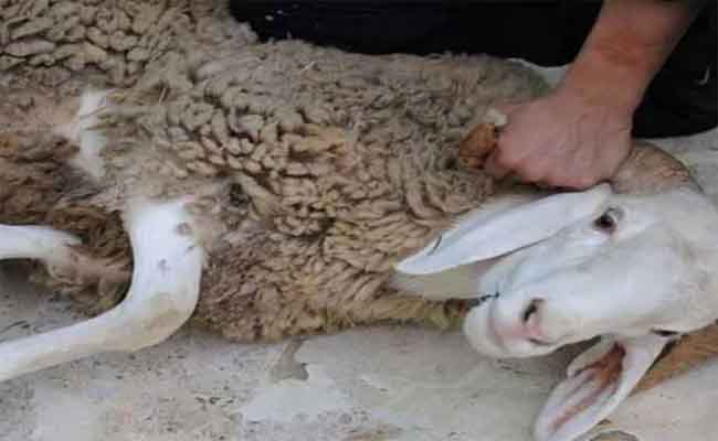 تسخير أزيد من 2500 بيطري لمراقبة عملية بيع وذبح الأضاحي