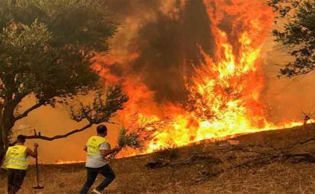 اندلاع الحرائق الغابوية يتسبب في إخلاء عدد من المساكن بتيزي وزو