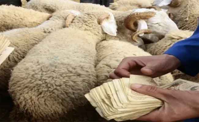 إعادة فتح أسواق المواشي بالمدية بشروط