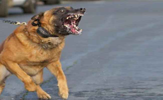 كلب شرس يهاجم أطفالا وينهش ثلاثة منهم بباتنة