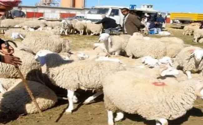 إغلاق أسواق الماشية بقسنطينة