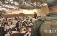 درك تبسة يحبط محاولة تهريب 259 جدي و4 نعاج من سلالة محلية