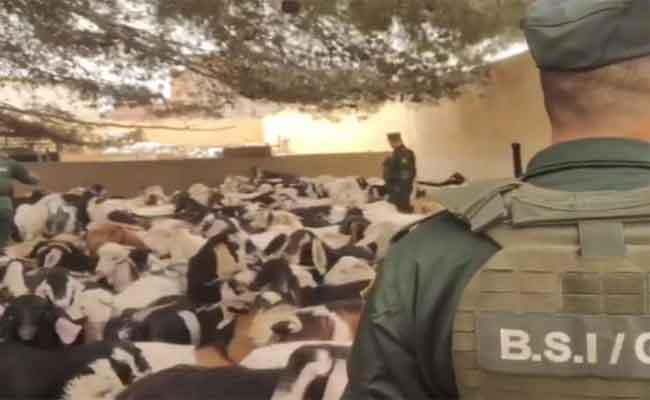 درك تبسة يحبط محاولة تهريب 259 جدي و4 نعاج من سلالة محلية