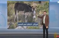 لحوم الحمير تعود لتزين موائد المواطنين بالجزائر