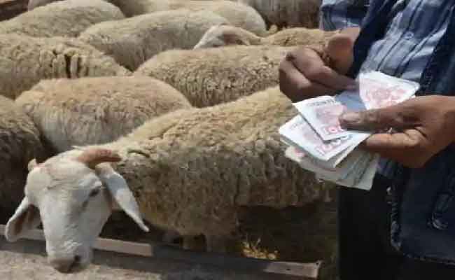 إعادة فتح أسواق الماشية بميلة