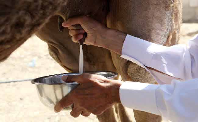 اليوم العالمي للإبل: بعد قراءة هذا الموضوع لن تتخلي عن حليب الإبل ولحمه