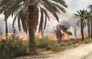النيران تلتهم 112 نخلة بغابات النخيل بسيدي عمران بالمغير