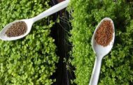 أضرار حب الرشاد الأخضر على الصحة