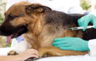 ولاية مستغانم تنظم حملة تلقيح مجانية ضد داء الكلب