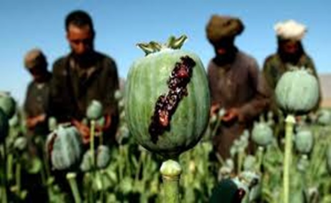 بعد سيطرة أفغانية...كيف انتزعت باكستان صدارة الدول المروّجة للأفيون عالميا؟