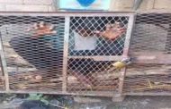 قيادي حوثي يحتجز حرية طفل داخل قفص حديدي...