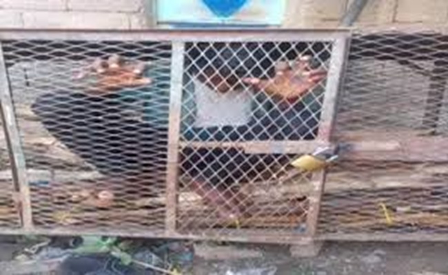 قيادي حوثي يحتجز حرية طفل داخل قفص حديدي...